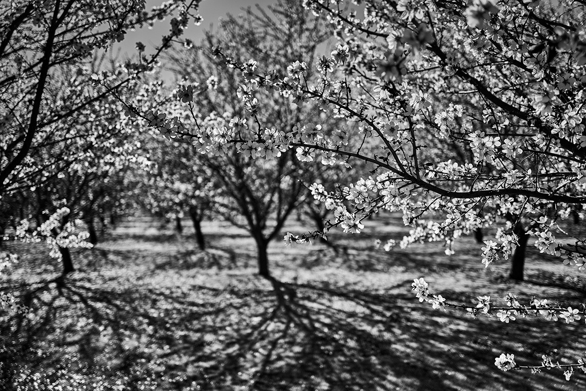 leica q2 monochrom almond trees