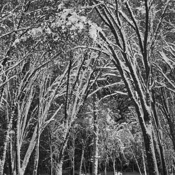 Snow Covered Trees - Yosemite National Park
