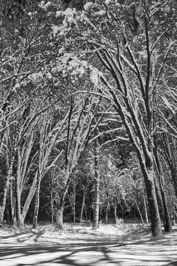 Snow Covered Trees - Yosemite National Park