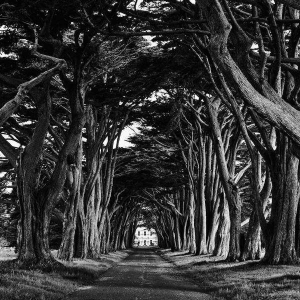 Cypress Tree Tunnel