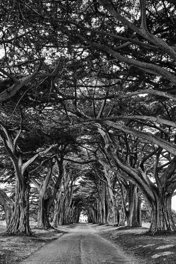 Cypress Tree Tunnel - Point Reyes National Seashore