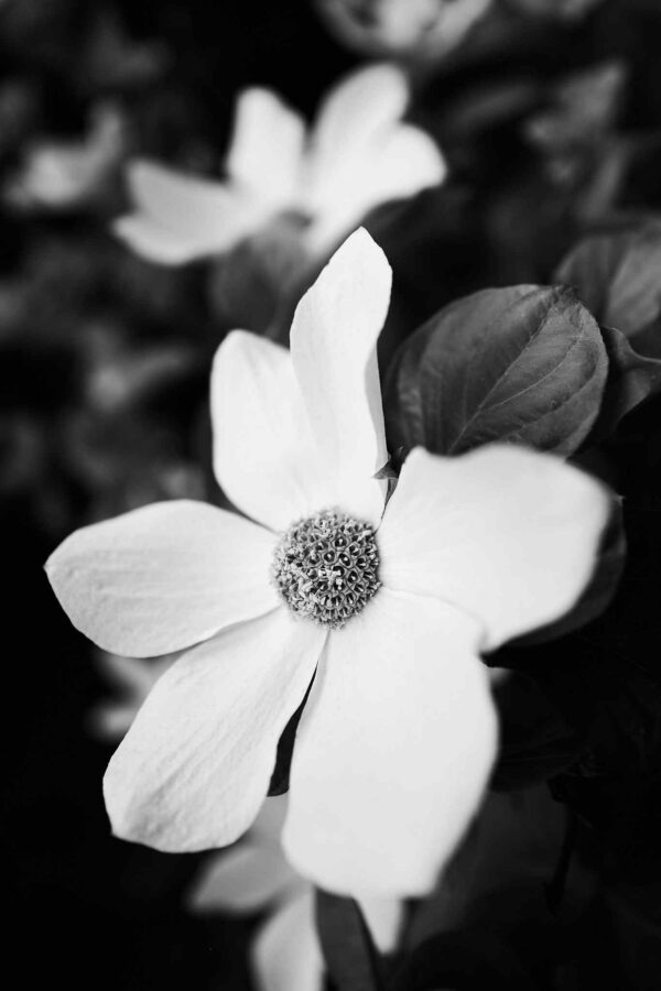 Dogwood - Yosemite National Park