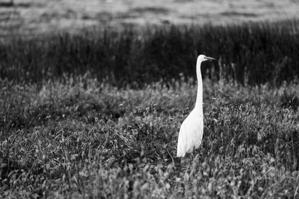 The Lone Egret - Point Reyes National Seashore