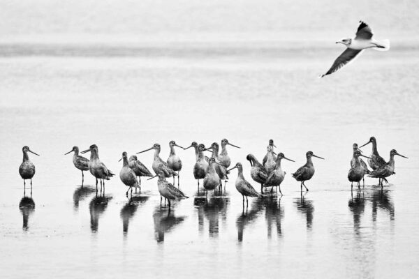 Meeting Of The Minds - Point Reyes National Seashore