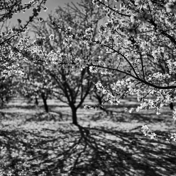 Almond Orchard Capay Valley
